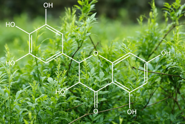 Potential Benefits and Uses of Dihydromyricetin.png